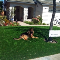 Fake Turf Sterling Heights, Michigan Roof Top, Dogs Runs